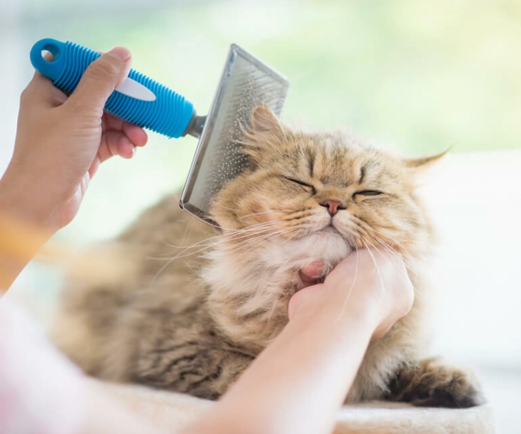 貓咪吐飼料