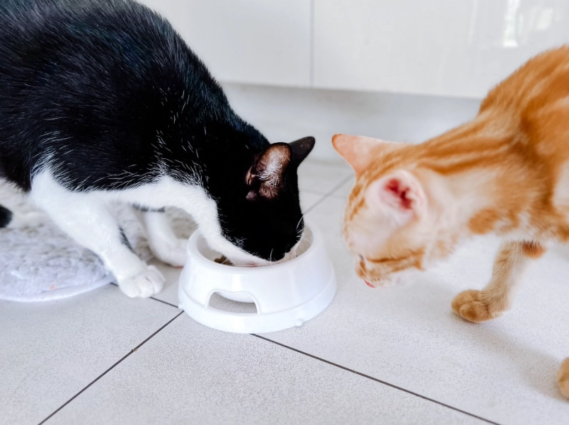 貓吐飼料原因