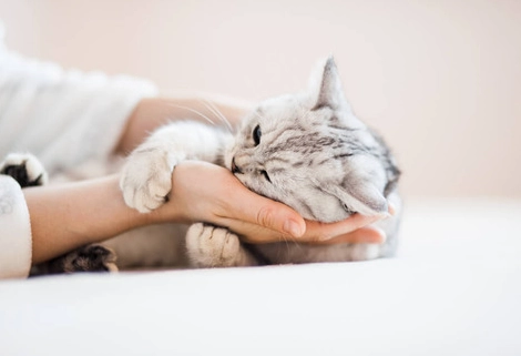 貓咪吐飼料