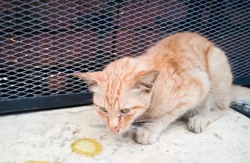 貓吐飼料原因