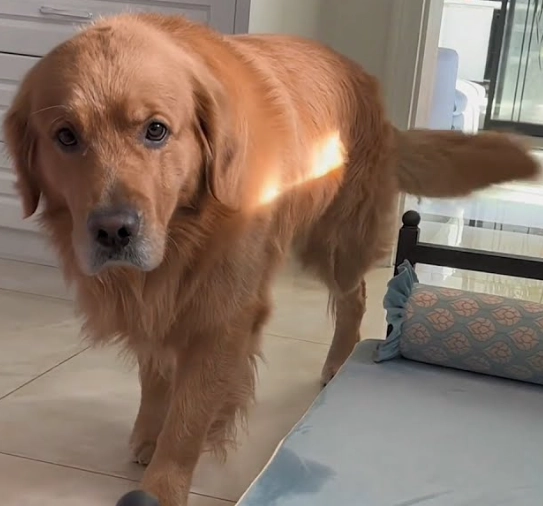 老年犬照護