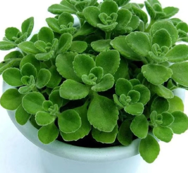 驅蚊植物