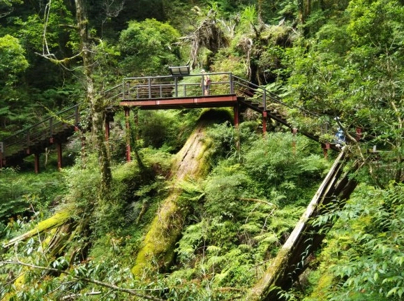 拉拉山步道