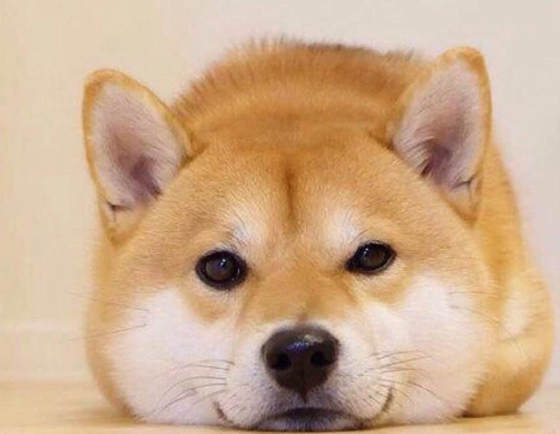 柴犬訓練