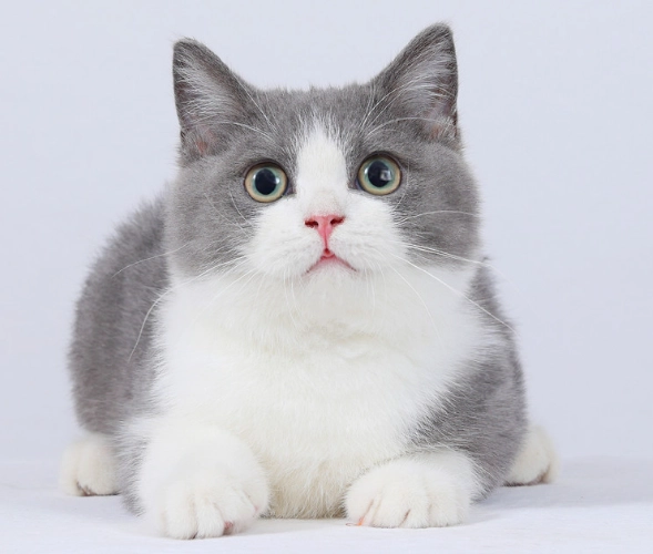 短腿貓飼養