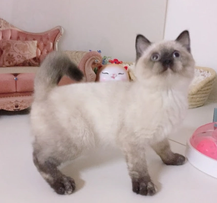短腿貓飼養
