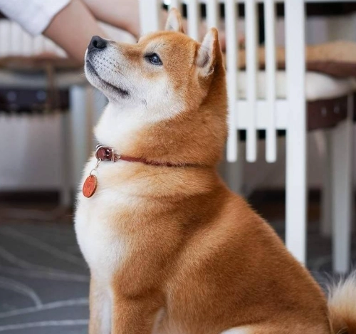 柴犬聰明嗎