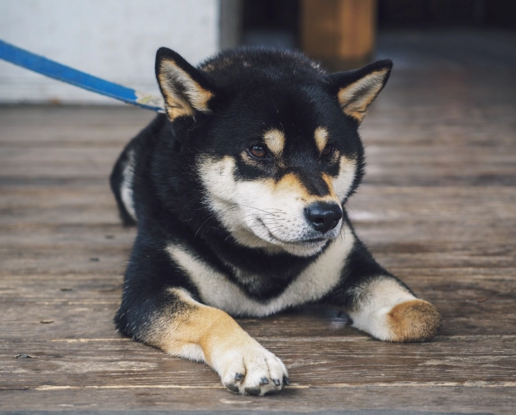 柴犬訓練
