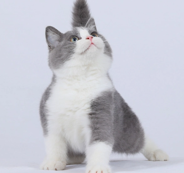 曼赤肯貓個性解析：養短腿貓前必讀的飼主指南