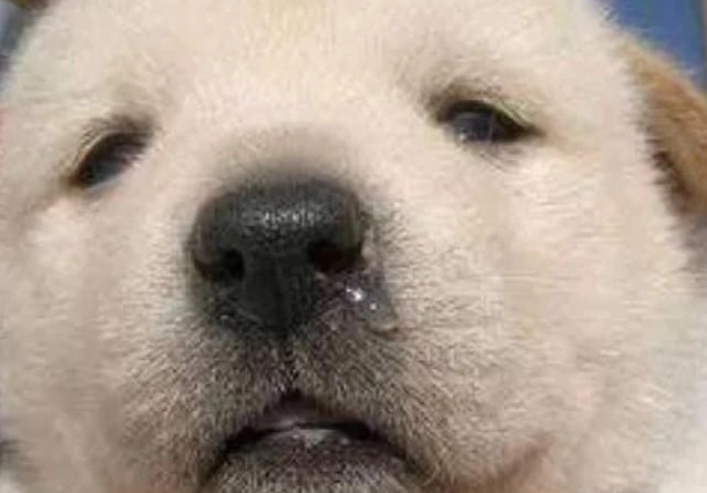 狗感冒症狀