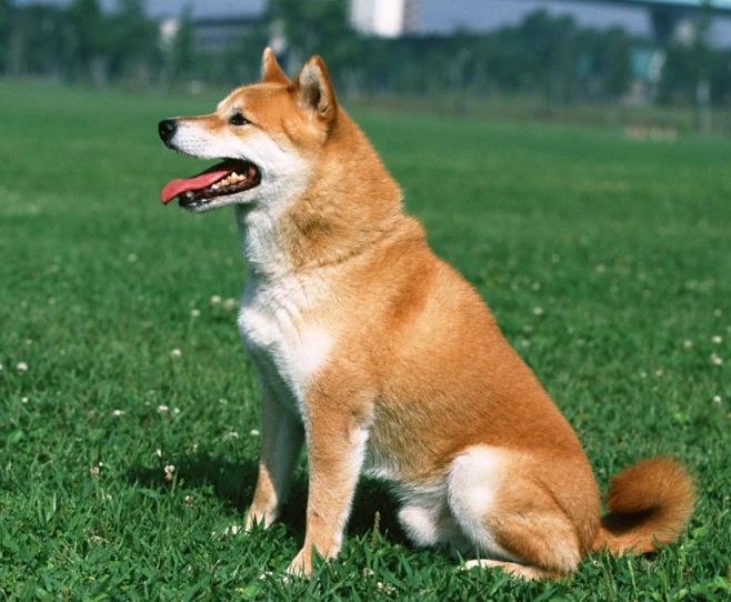 柴犬智商排名真的準嗎？破解柴犬聰明與否的迷思