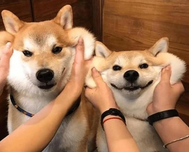 柴犬聰明嗎
