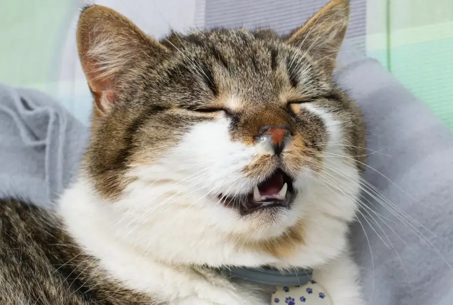 猫流感