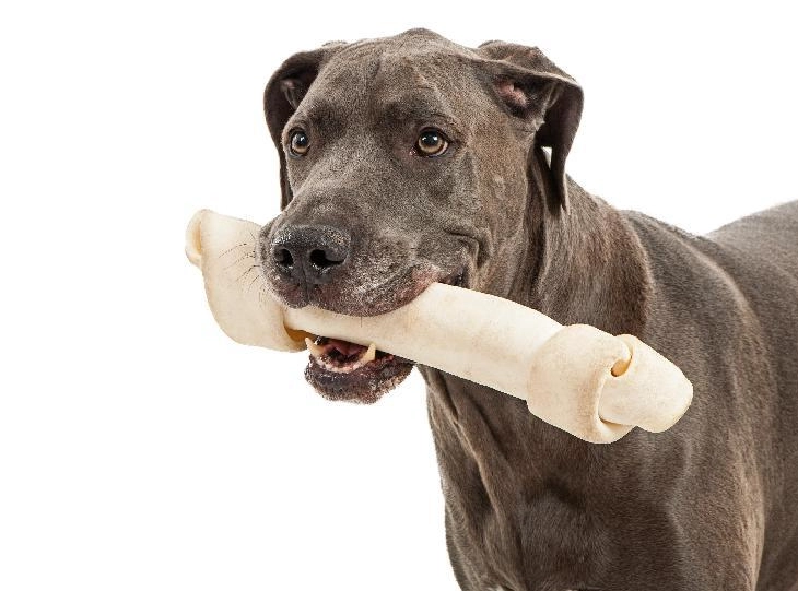 犬隻嘔吐原因