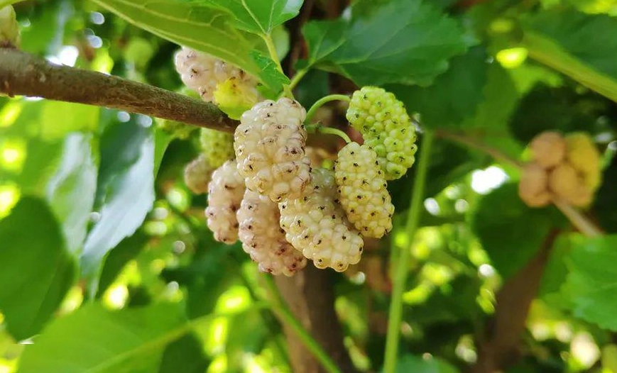 桑葚吃法