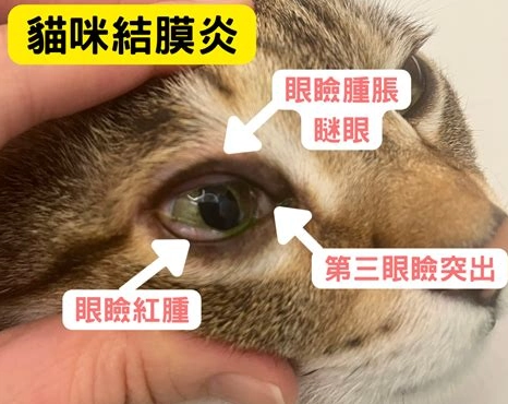 貓結膜炎