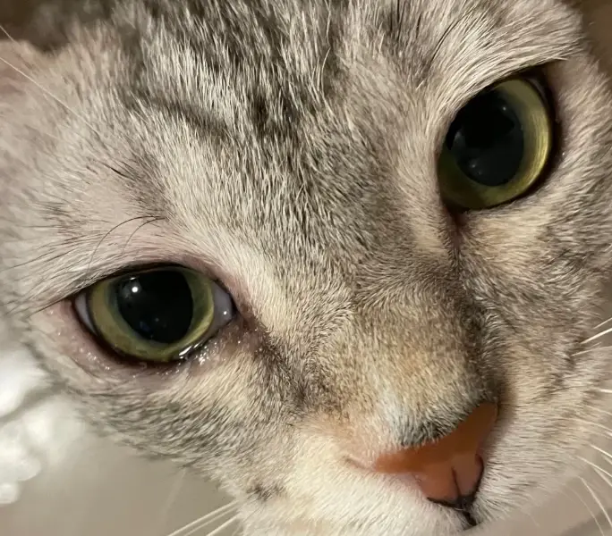 貓咪流眼淚