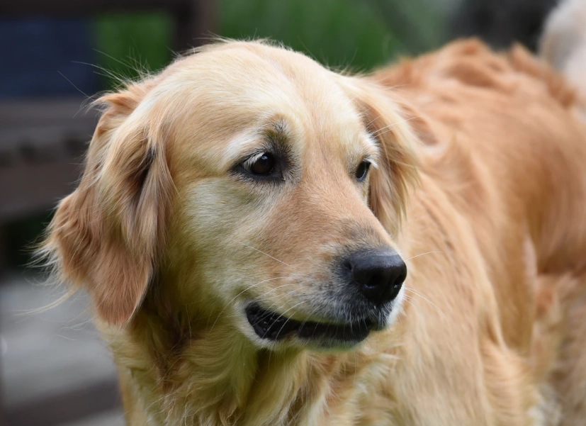 黃金獵犬訓練方法