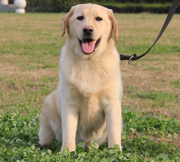 拉布拉多犬缺點