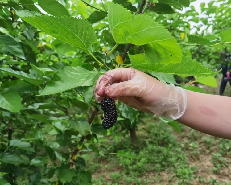 桑葚怎麼吃 桑葚怎麼吃