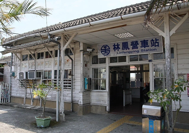 六甲落羽松