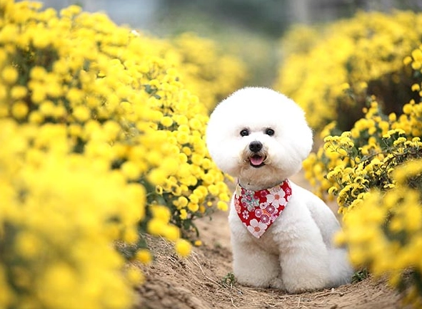 比熊犬訓練 比熊犬訓練
