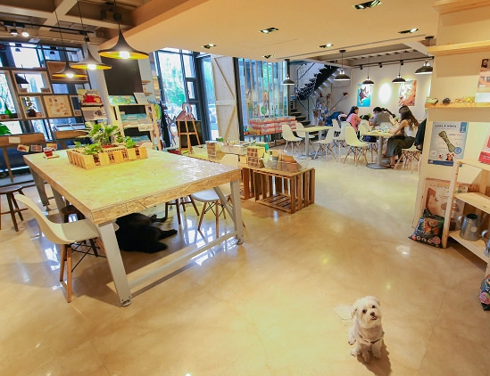新竹寵物餐廳推薦：帶毛孩用餐的完整指南與避坑心得