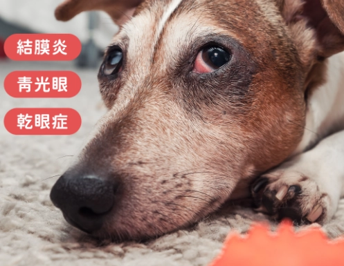 狗狗眼睛腫 狗狗眼睛腫