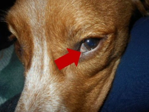 狗眼睛下方腫脹原因 狗眼睛下方腫脹原因