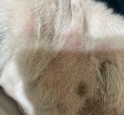 狗狗皮膚過敏 狗狗皮膚過敏