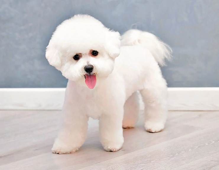 比熊犬訓練 比熊犬訓練