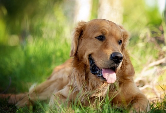 黃金獵犬缺點 黃金獵犬缺點