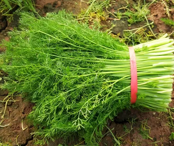 茴香菜不能和什麼一起吃 茴香菜不能和什麼一起吃