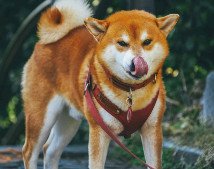 狗水果安全 狗水果安全