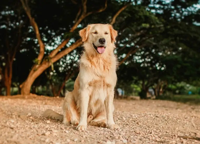 黃金獵犬飼養全攻略：性格、訓練、健康與費用一次搞懂