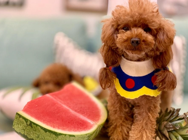 狗狗可以吃西瓜皮嗎 狗狗可以吃西瓜皮嗎