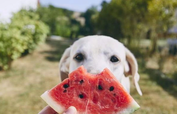 狗可以吃西瓜皮嗎？獸醫詳解安全餵食與風險避坑指南