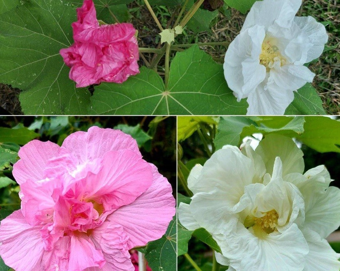 台灣芙蓉修剪全攻略：正確方法、最佳時機與常見錯誤解析
