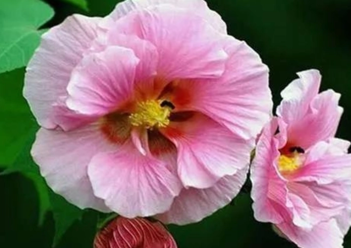 芙蓉花修剪技巧 芙蓉花修剪技巧