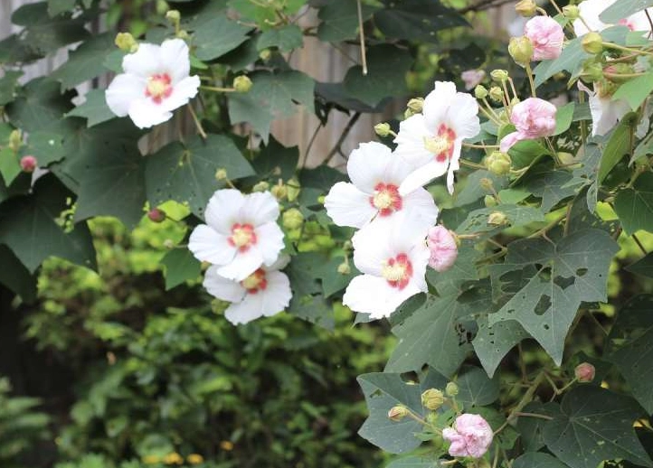 台灣芙蓉修剪方法 台灣芙蓉修剪方法