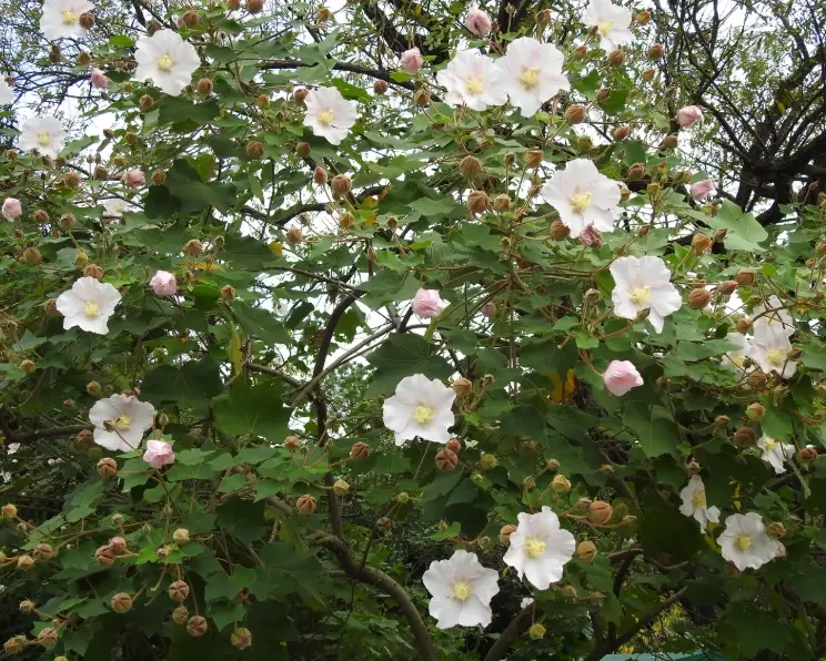 木芙蓉修剪時機 木芙蓉修剪時機