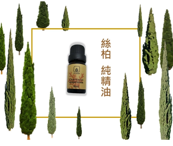 絲柏精油功效 絲柏精油功效