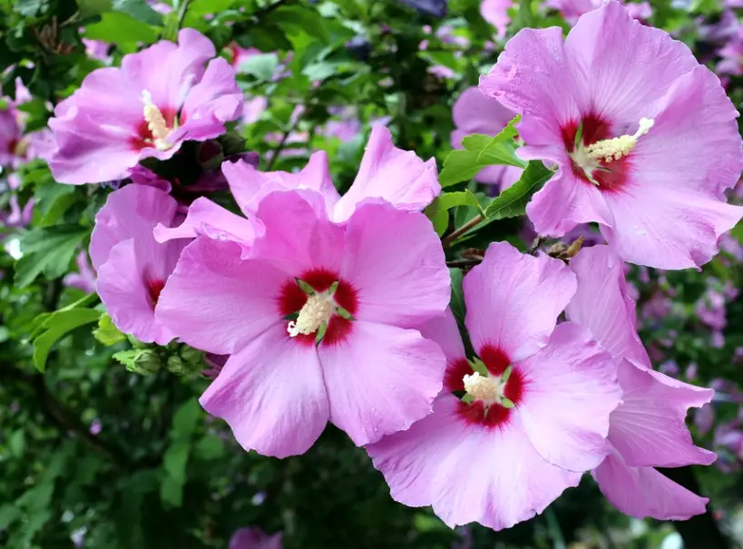 芙蓉花修剪技巧 芙蓉花修剪技巧