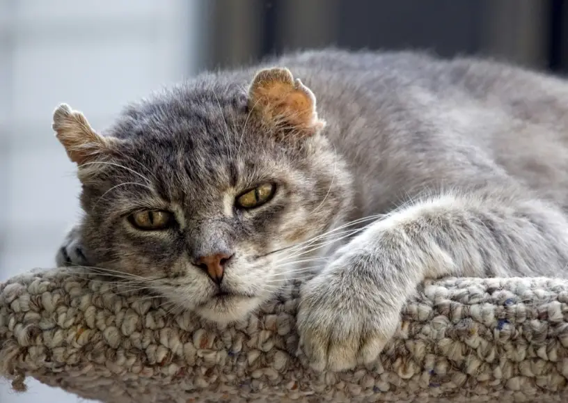 貓咪死前抽搐：飼主必知徵兆與緊急處理方法