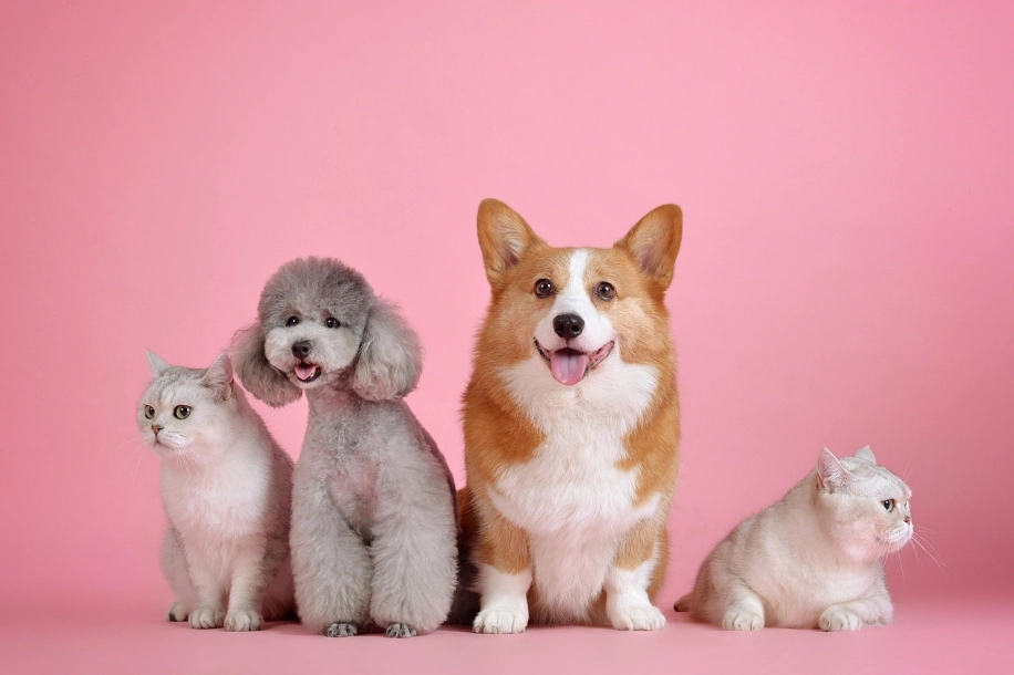 老年犬焦慮行為 老年犬焦慮行為
