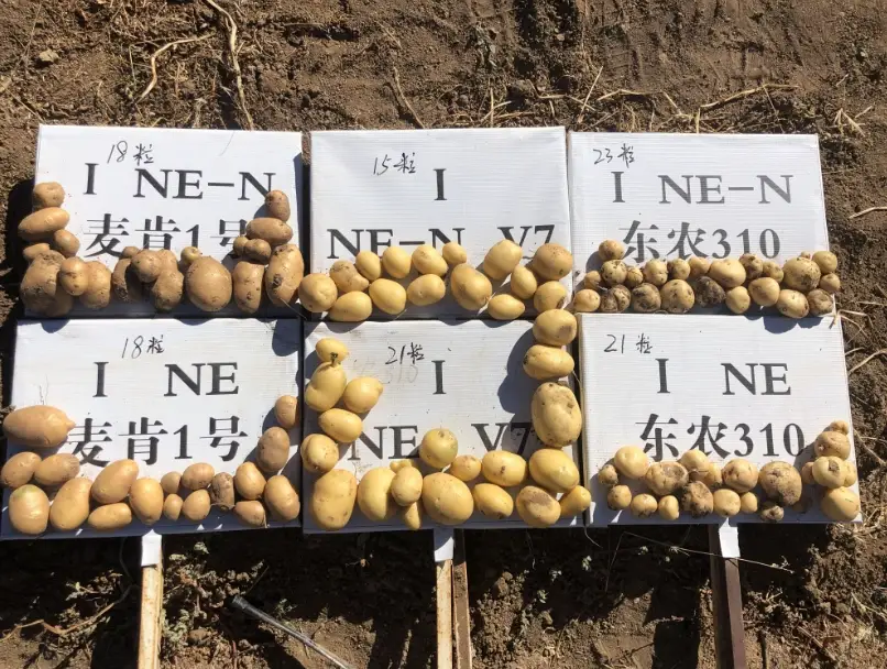 馬鈴薯品種挑選 馬鈴薯品種挑選