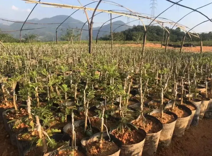 油甘種植技巧 油甘種植技巧