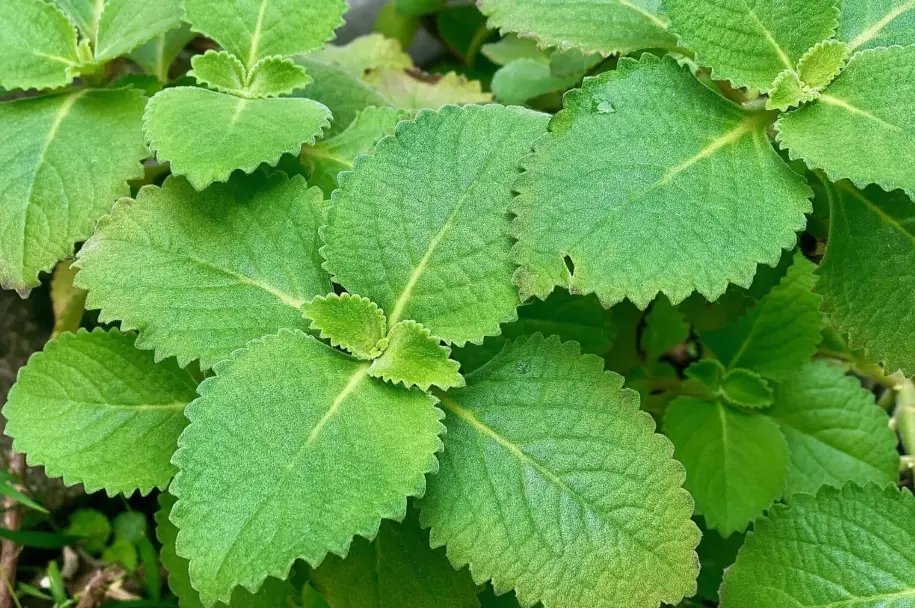 左手香功效 左手香功效