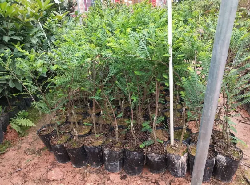 油甘種植技巧 油甘種植技巧