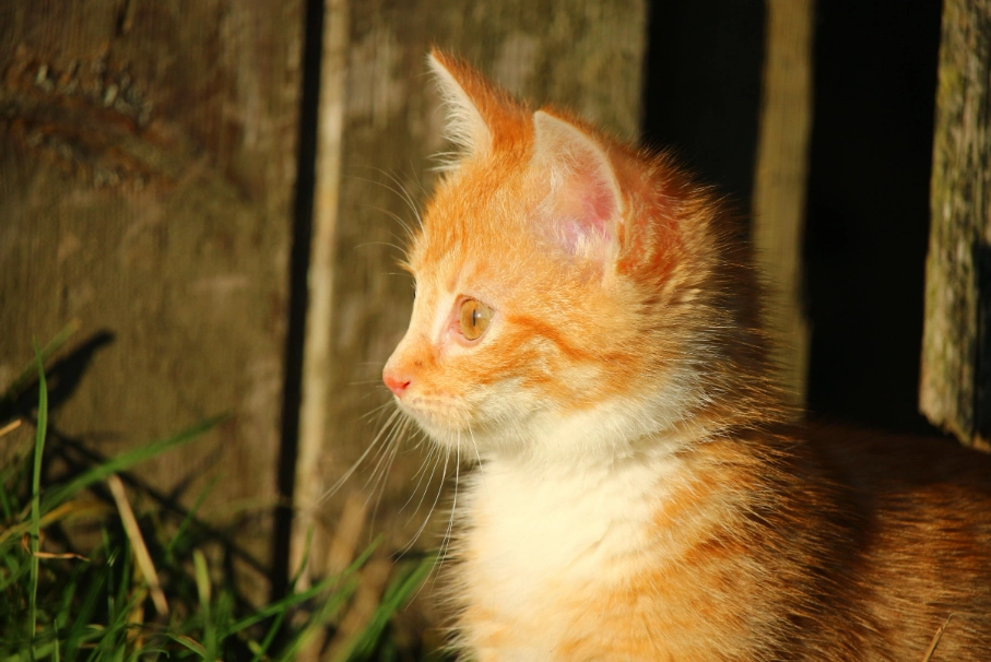 猫咪安乐死 猫咪安乐死